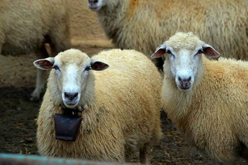 Bio Farma & Penzion Zlaty Hyl Novacany エクステリア 写真