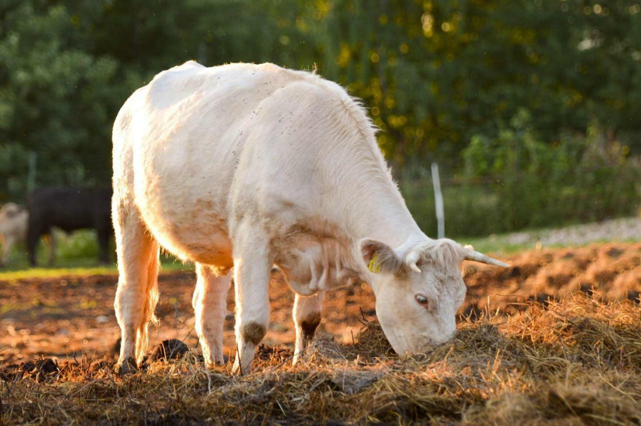 Bio Farma & Penzion Zlaty Hyl Novacany エクステリア 写真